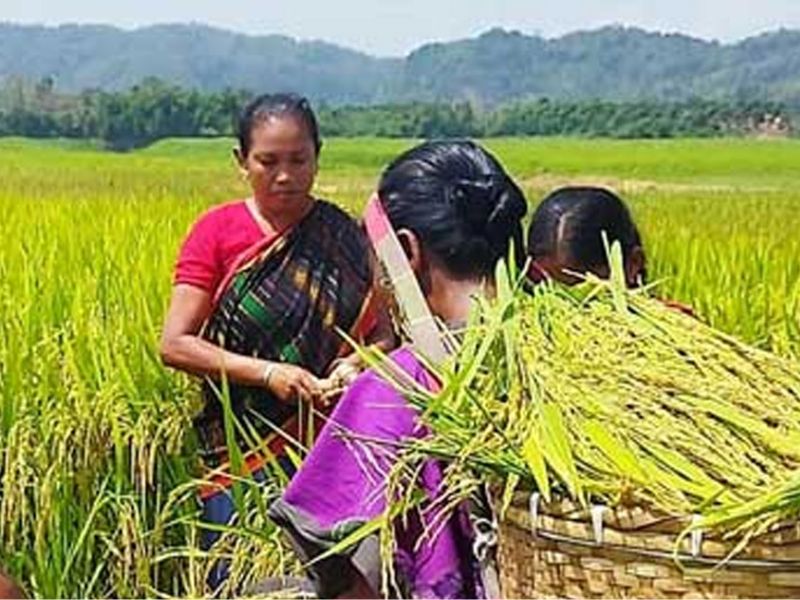 পার্বত্য চট্টগ্রামের কৃষি উন্নয়নে ব্রি’র গবেষণা কার্যক্রম